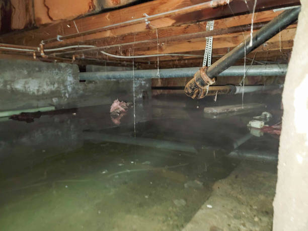 Best Flood restoration services  in River Hills, WI