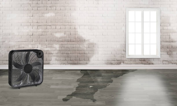 Best Carpet water damage restoration  in River Hills, WI